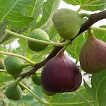 公寓 Leros Eleonas