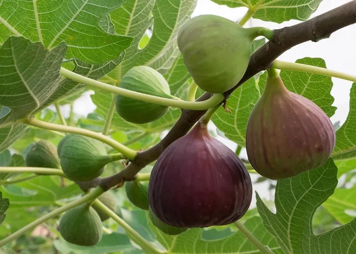 Apartamento Leros Eleonas